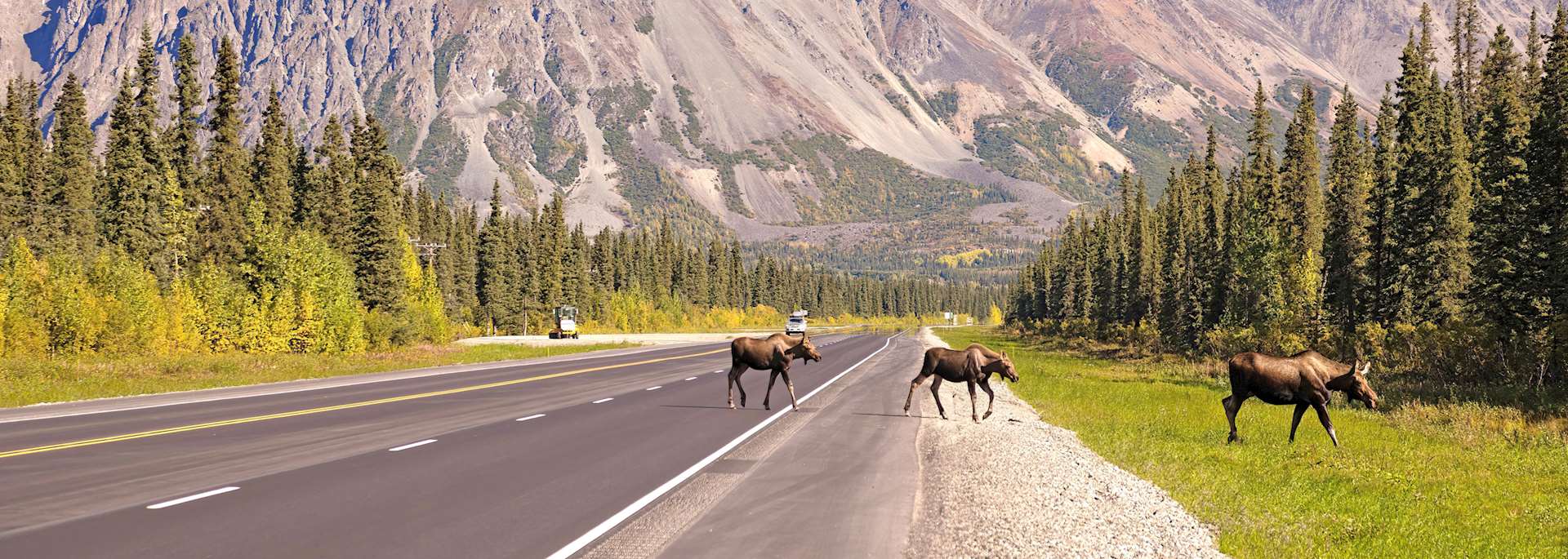 Moose in Denali National Park