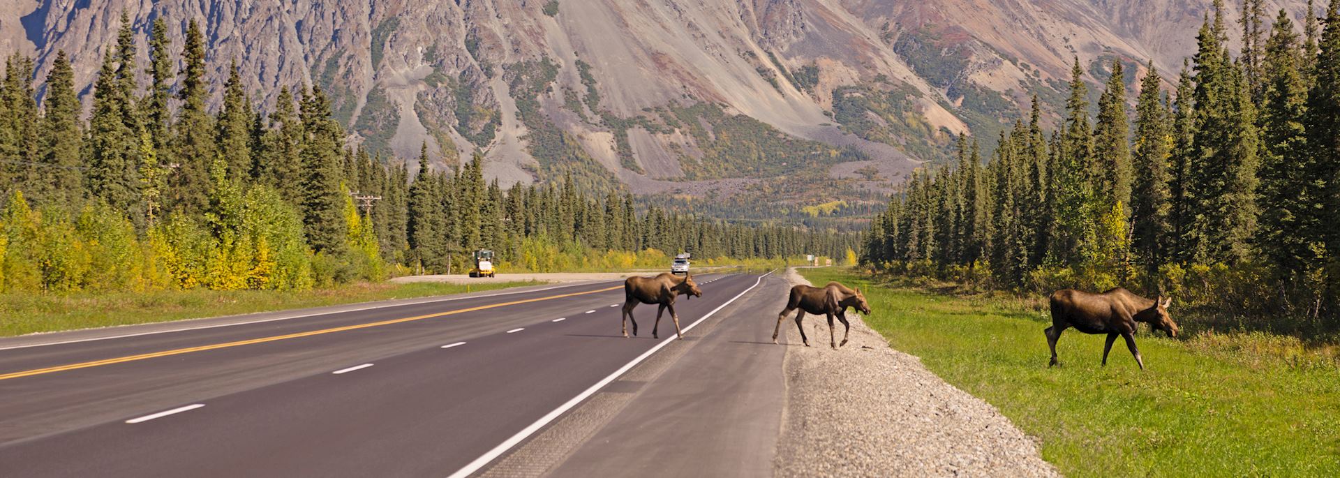 Moose in Denali National Park