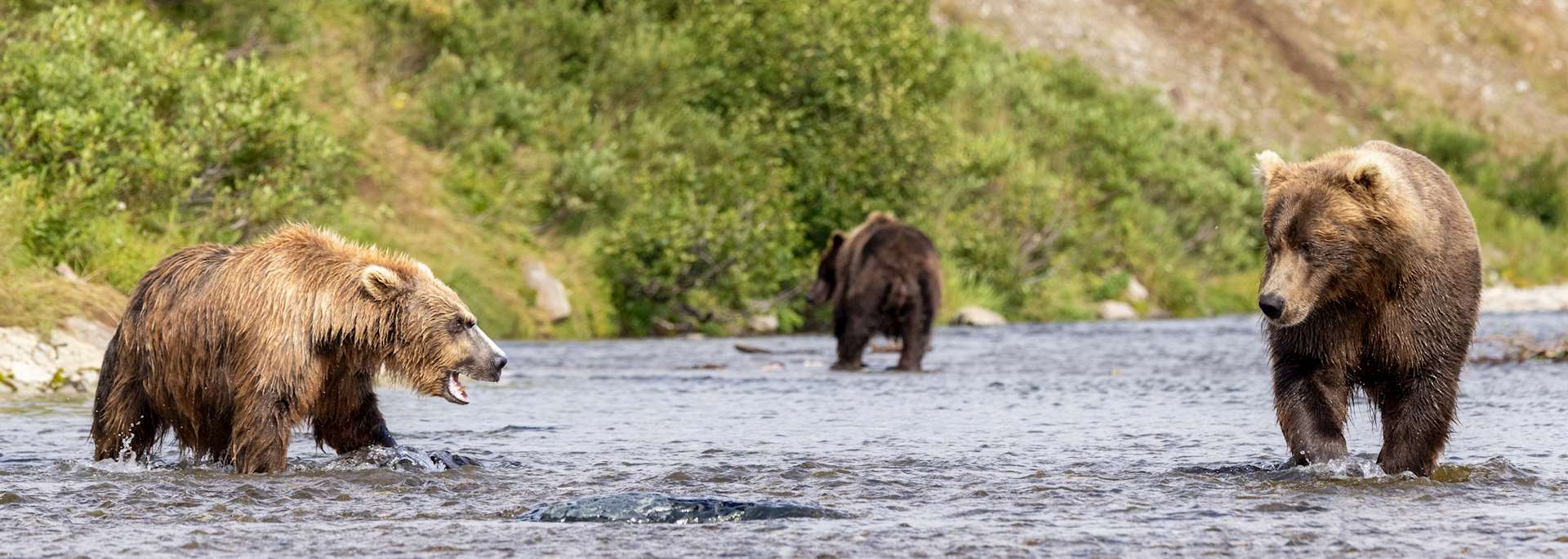 Brown bears