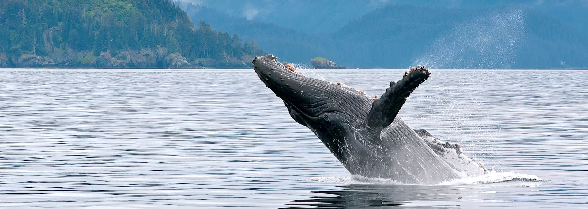 Humpback whale breaching near Seward