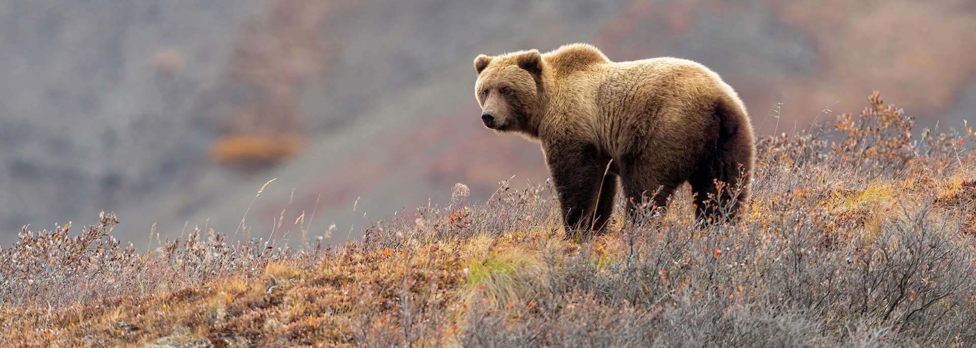 Grizzly bear, Denali National Park