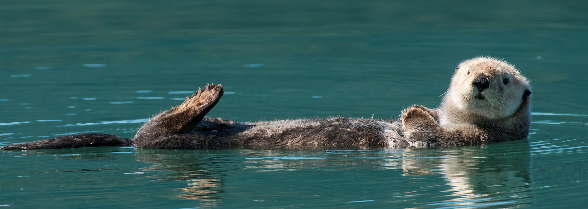 Otter in Prince William Sound