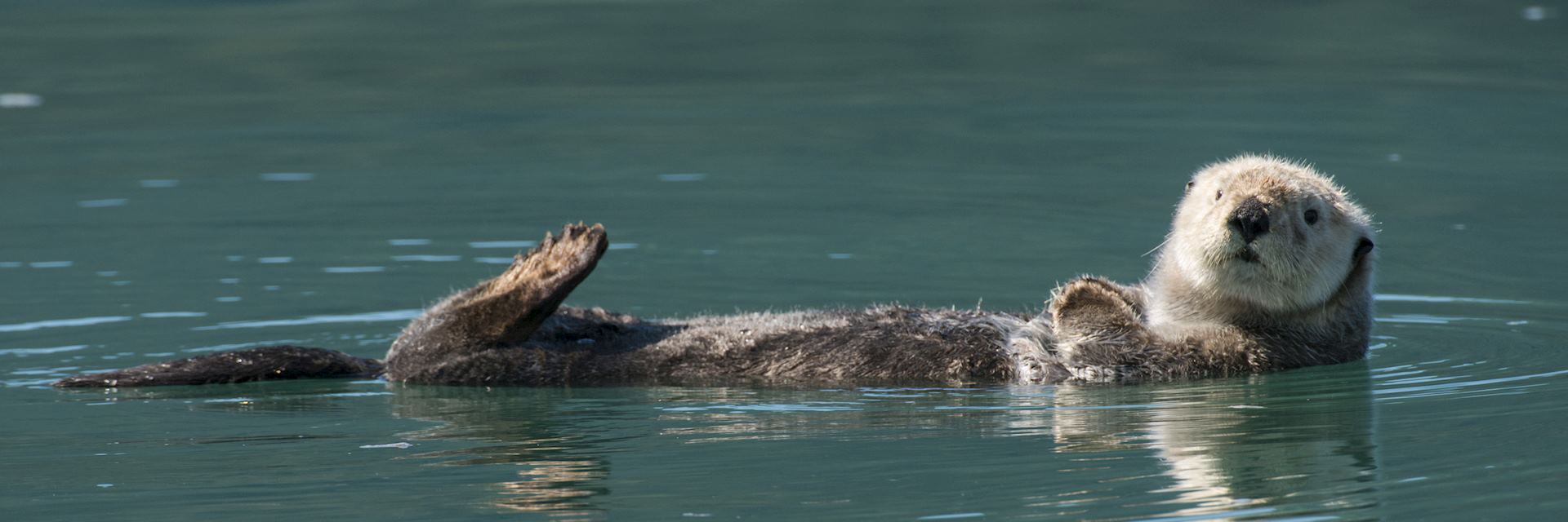 Otter in Prince William Sound