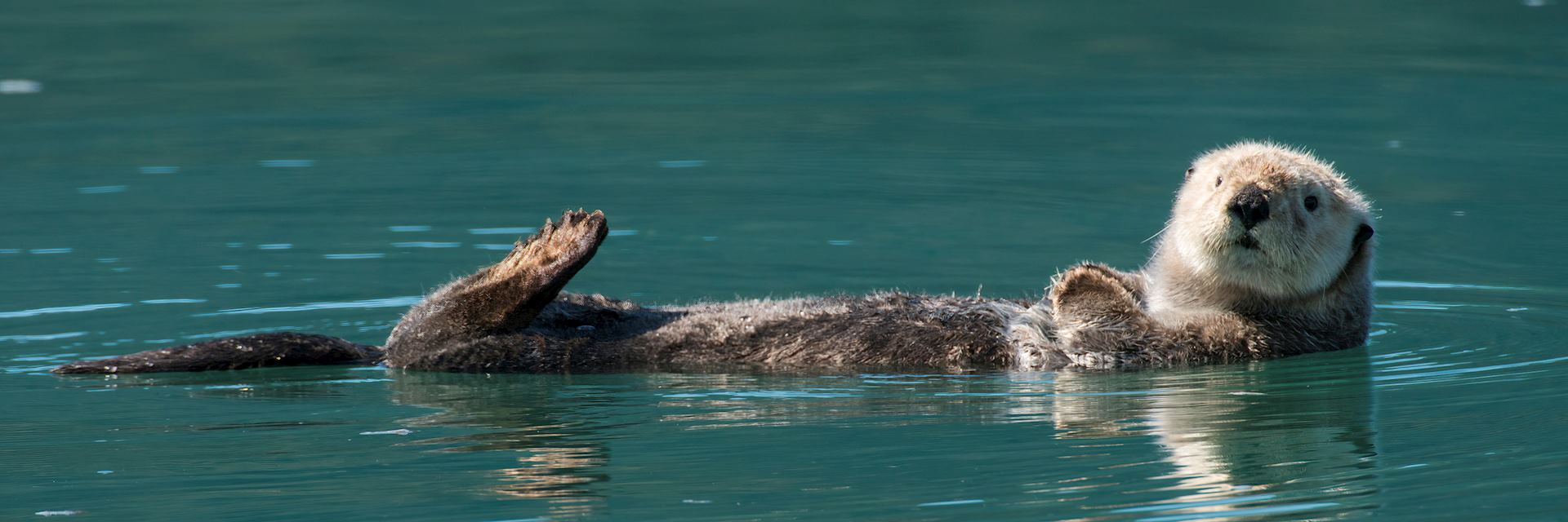 Otter in Prince William Sound