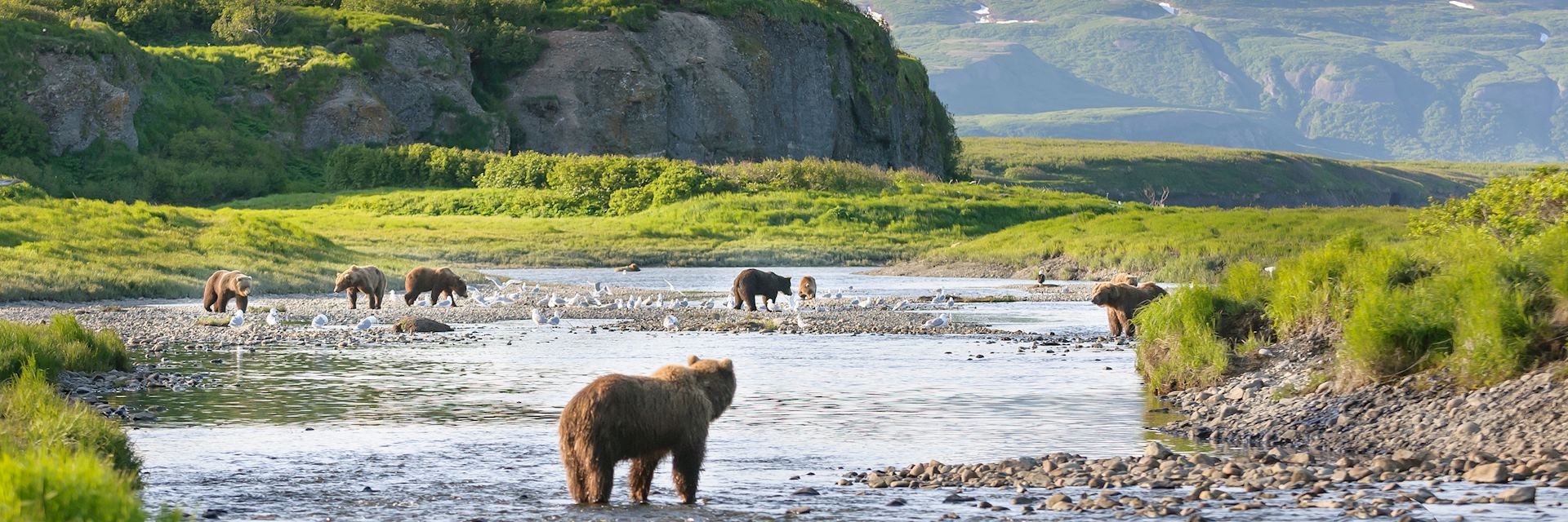 Brown bears on the Alaska Peninsula