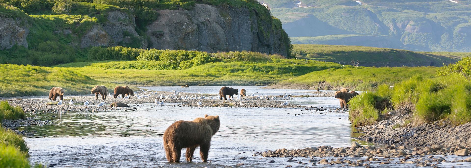 Brown bears on the Alaska Peninsula