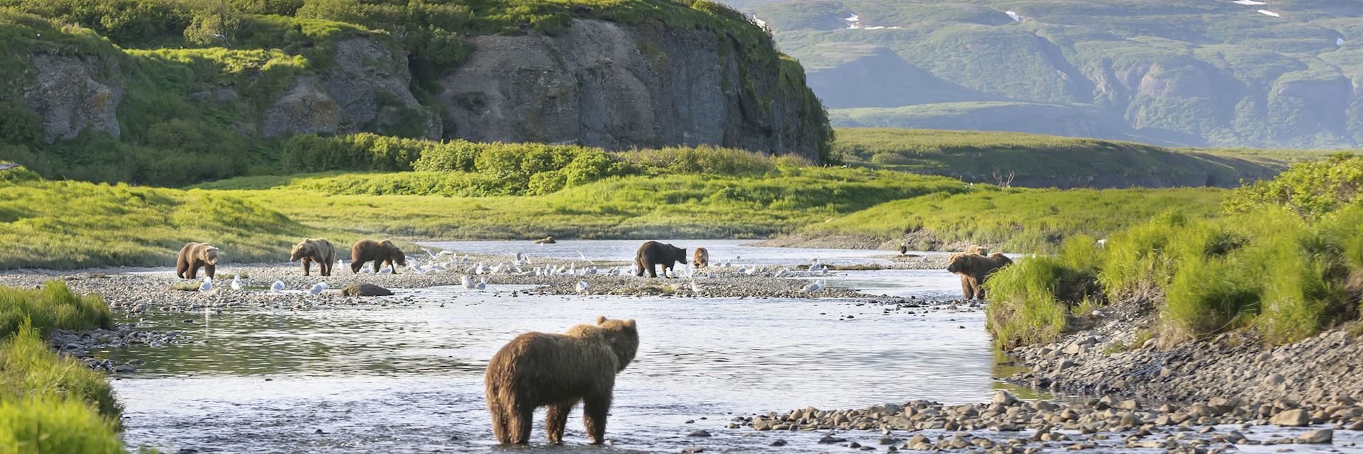 Brown bears on the Alaska Peninsula