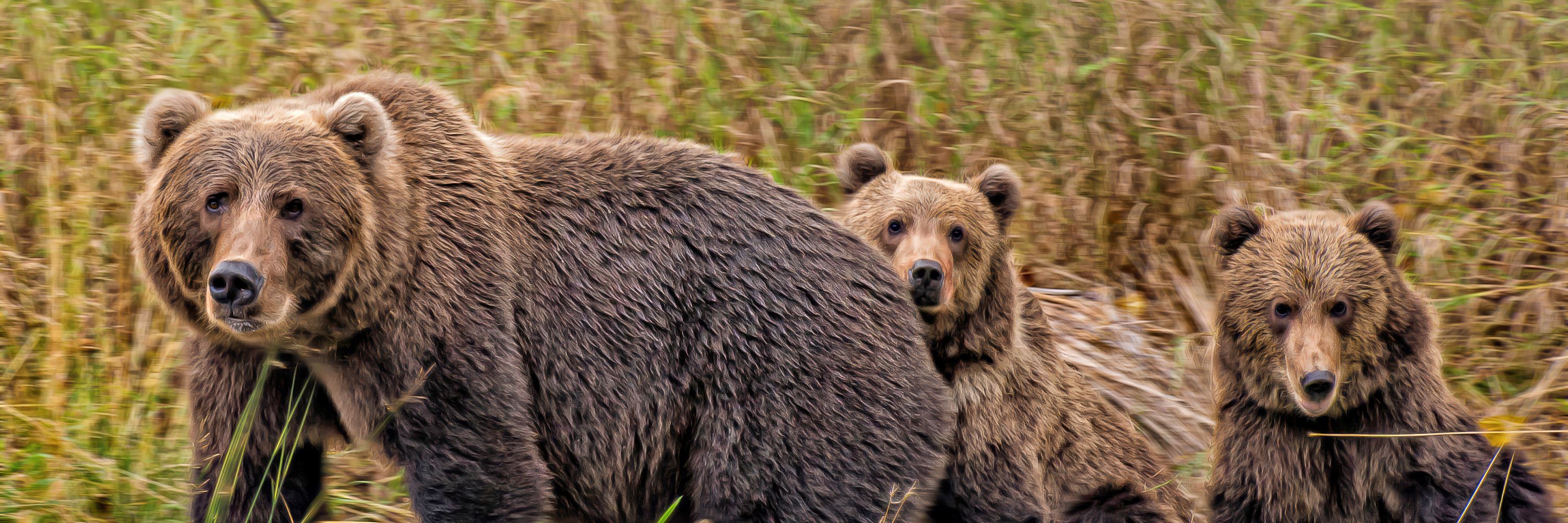 Europe's Most Exclusive Bear Watching in Finland