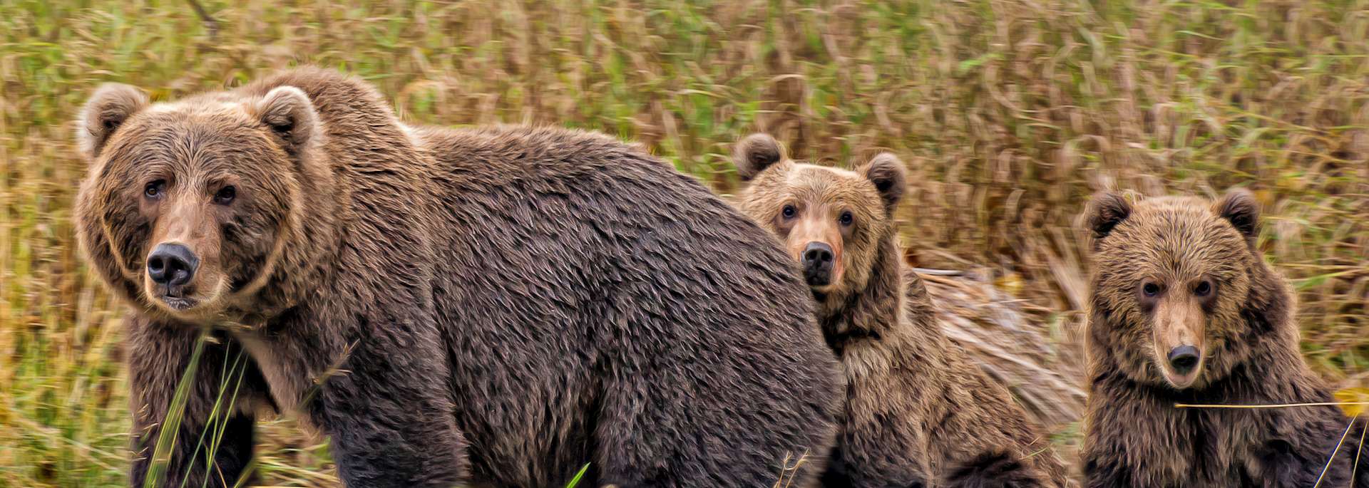 A female grizzly bear and her cubs