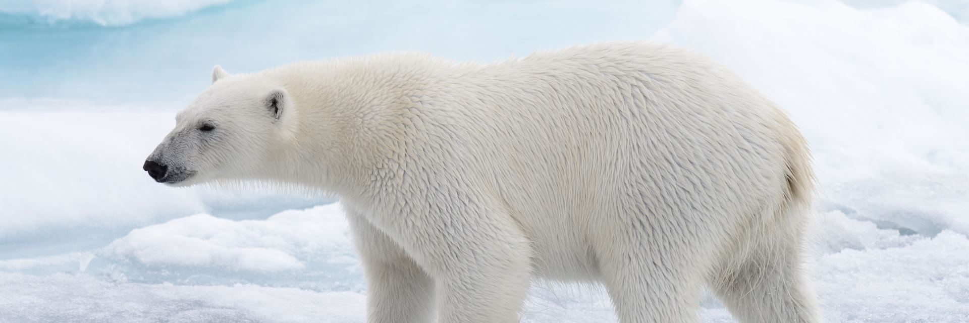Polar bear in Barrow