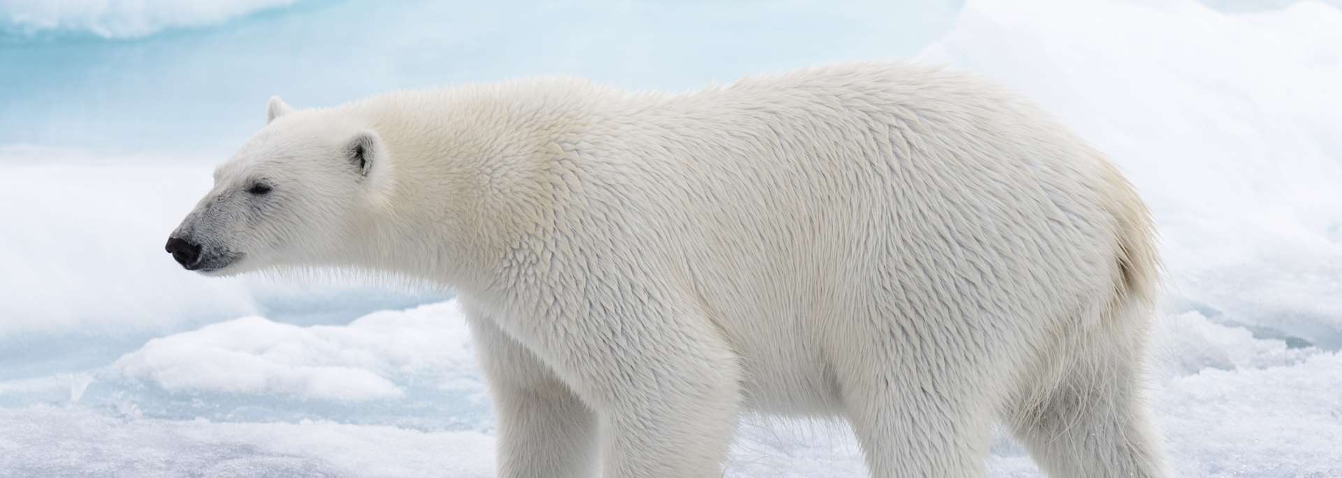 Polar bear in Barrow