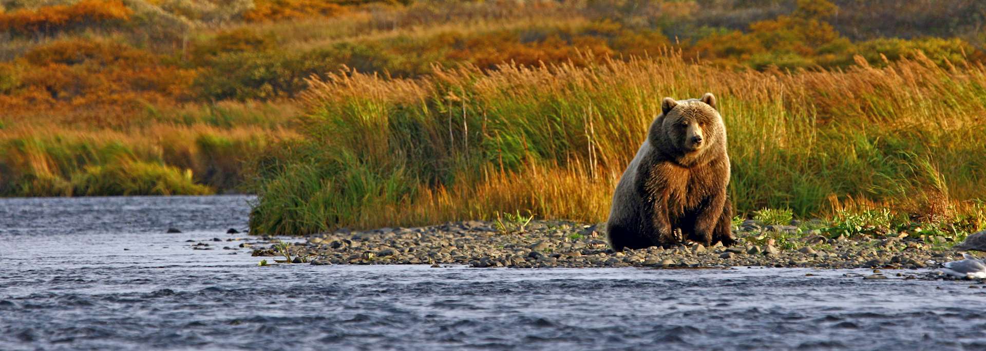 Kodiak bear