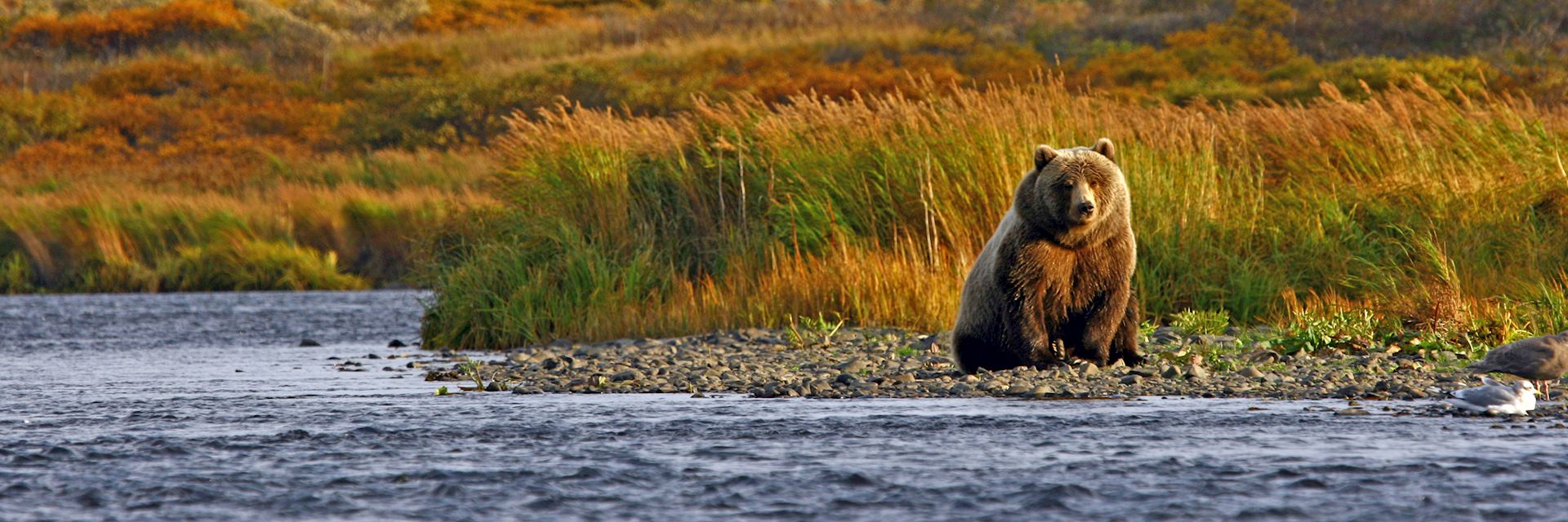 Kodiak bear