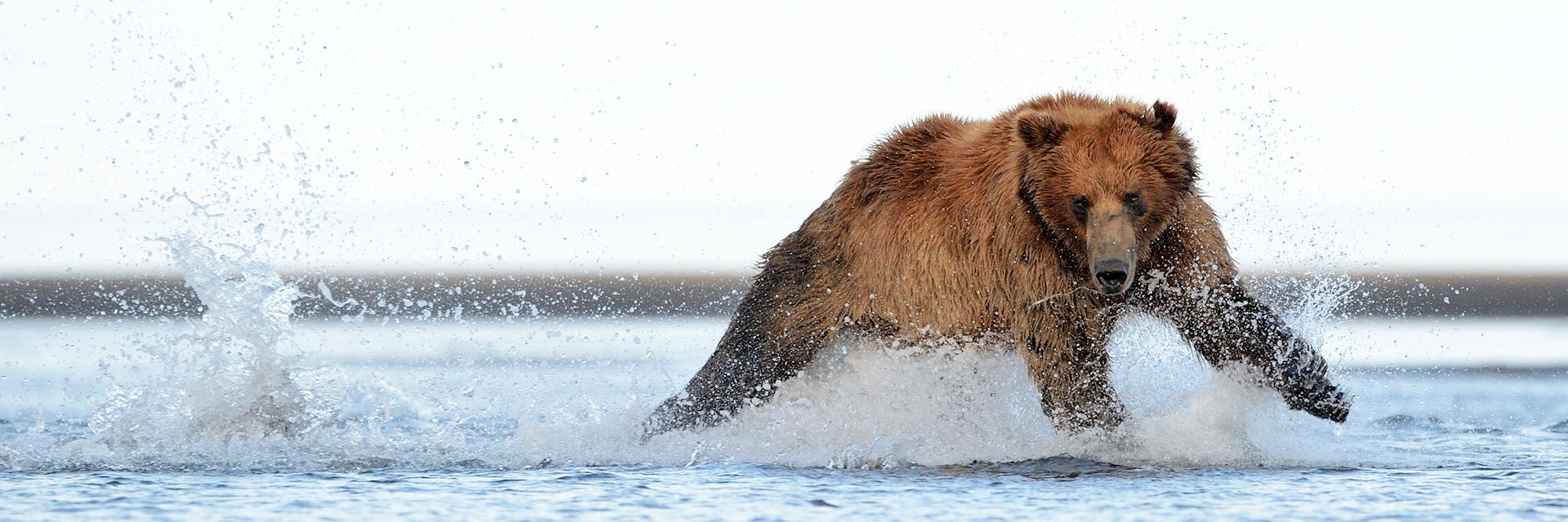 Grizzly bear, Alaska