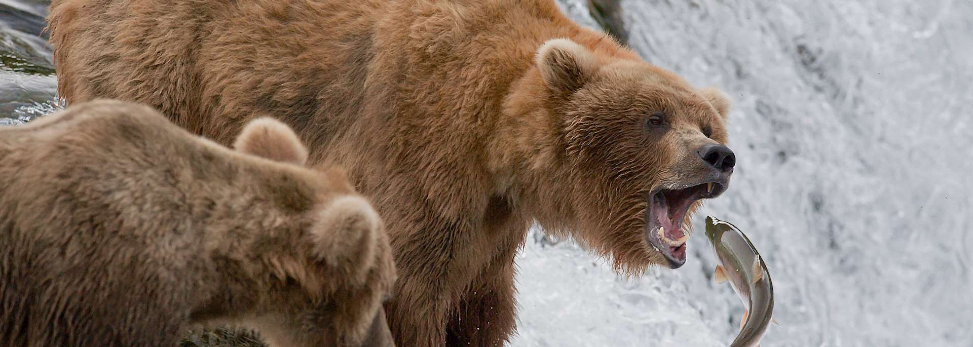 Brooks Falls, Katmai National Park