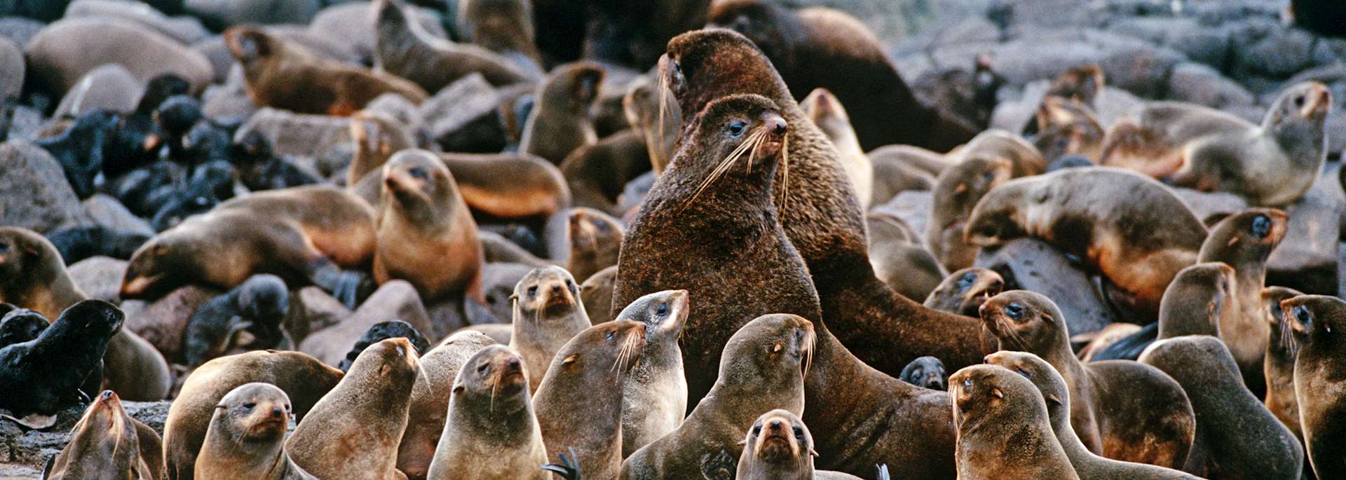 Fur seals in the Pribilof Islands, Alaska