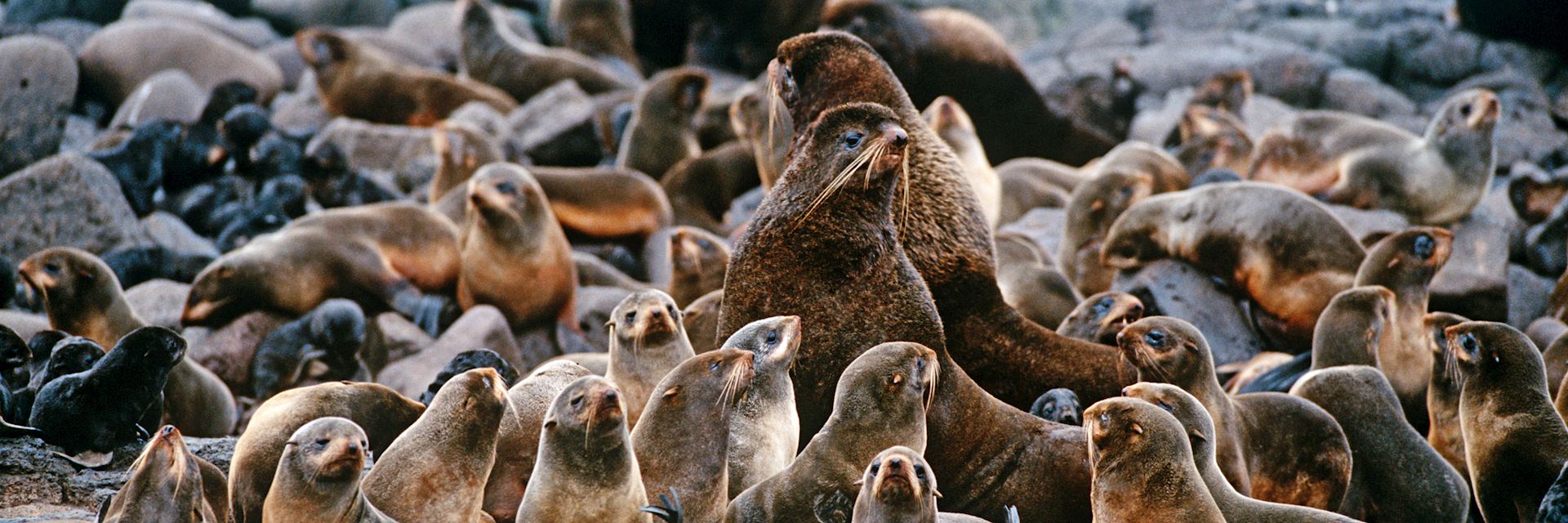 Fur seals in the Pribilof Islands, Alaska