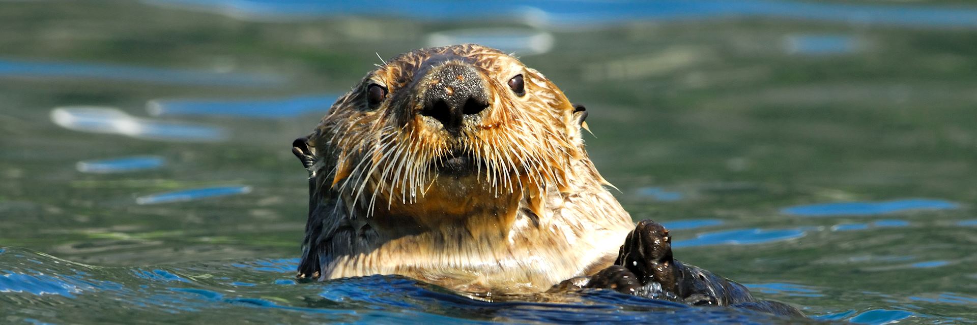 Sea otter, Kenai Peninsula