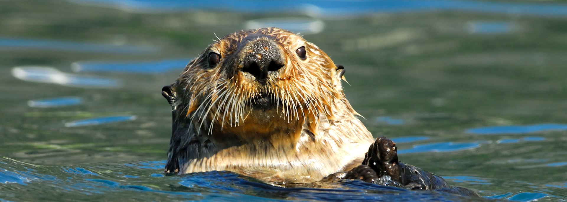 Sea otter, Kenai Peninsula