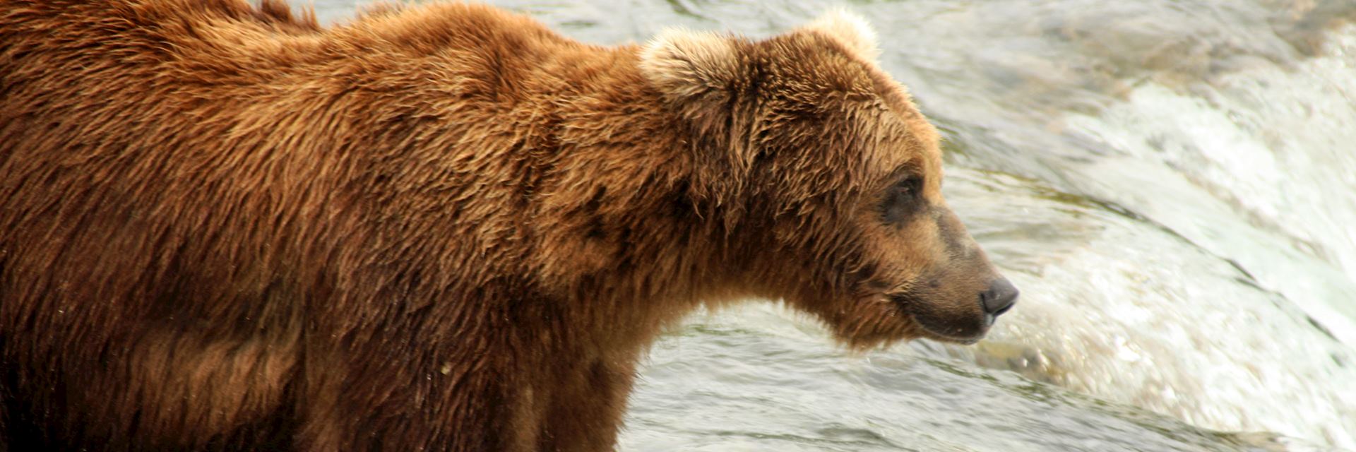 Grizzly bear, Brooks Falls, Katmai National Park