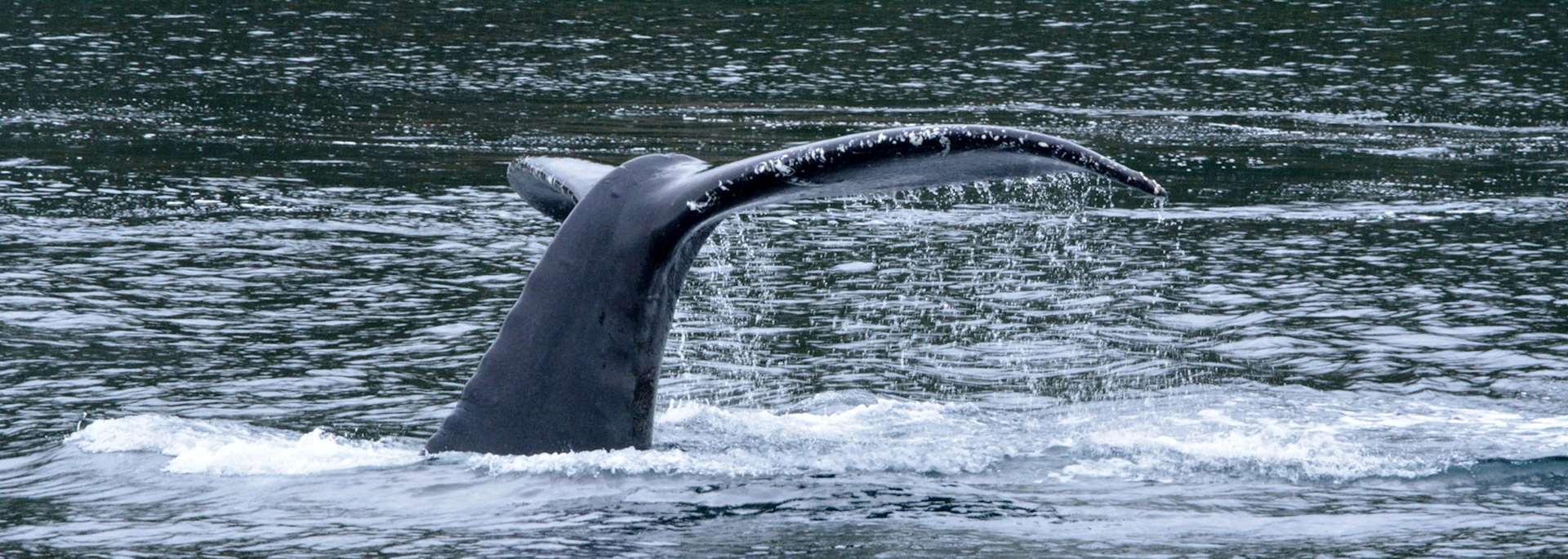 Humpback whale, Juneau, Alaska