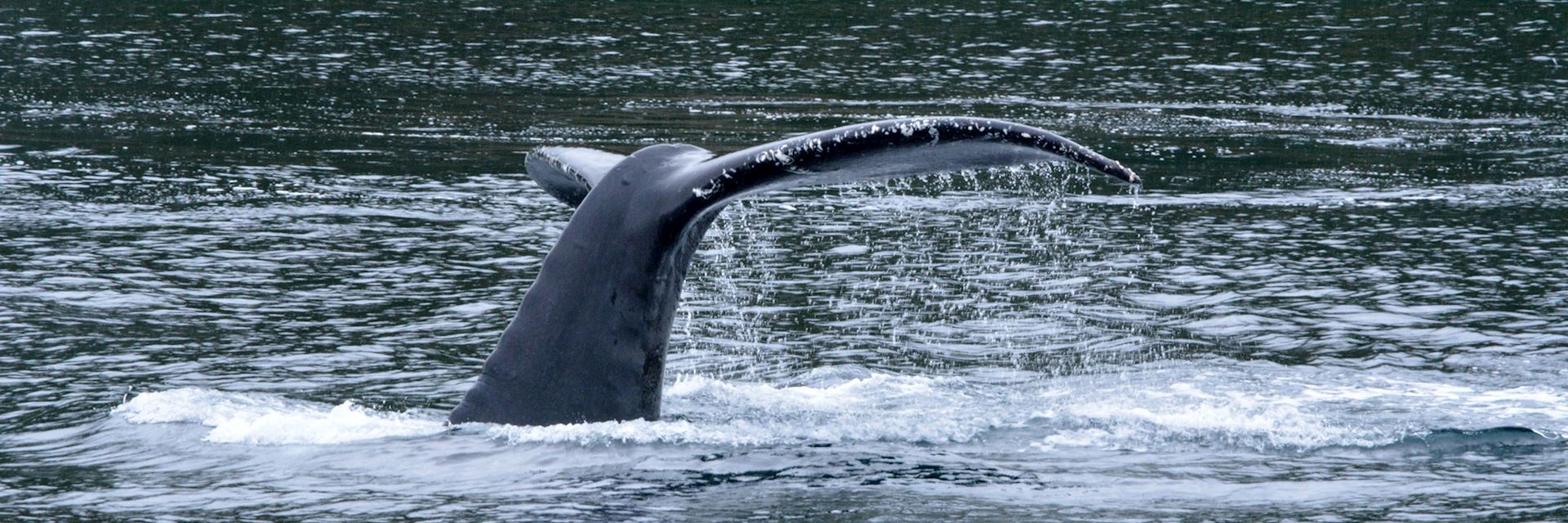 Humpback whale, Juneau, Alaska