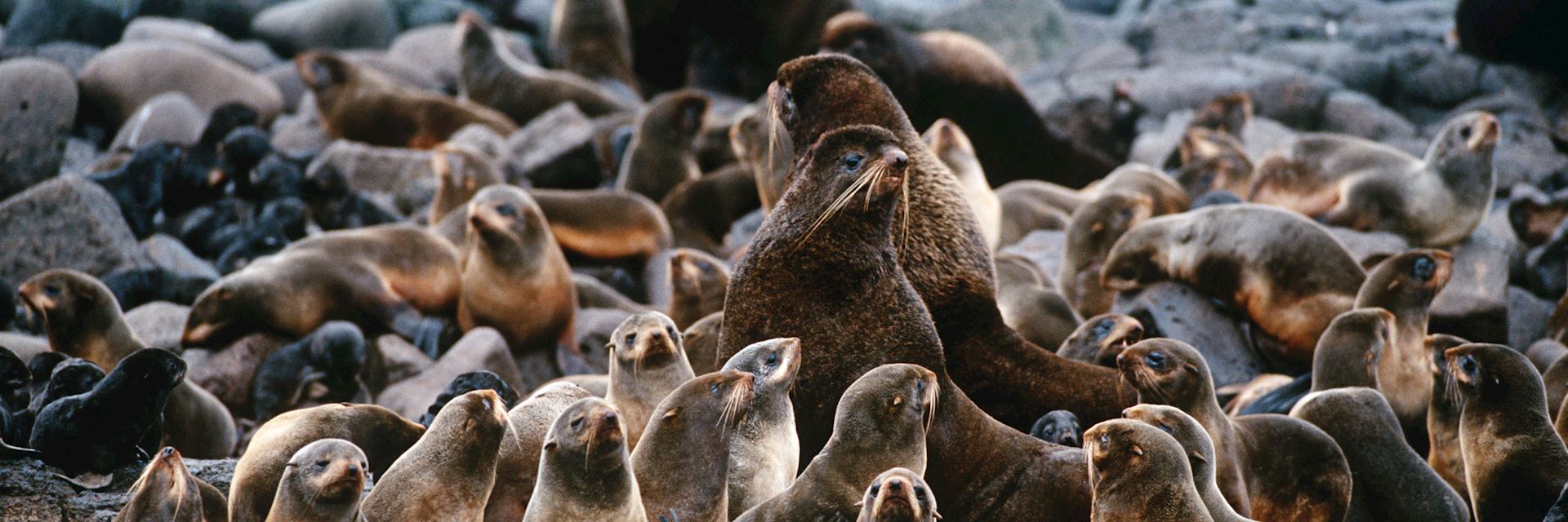 Fur seals in the Pribilof Islands, Alaska