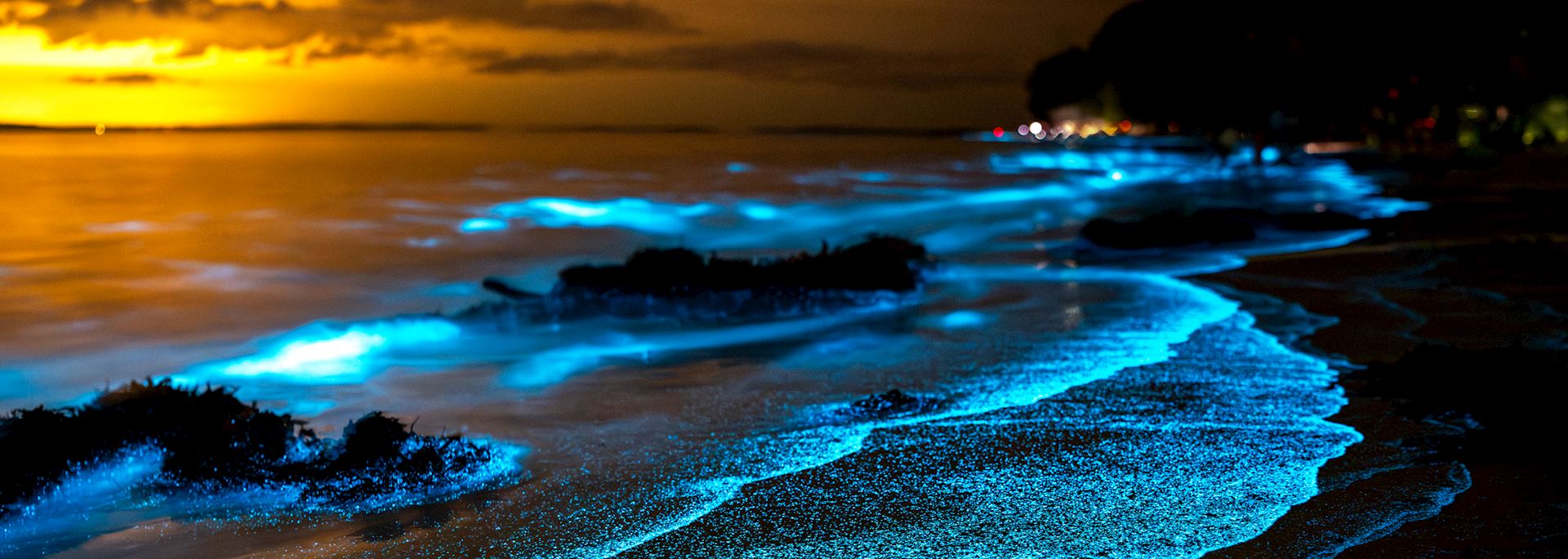 Bioluminescent