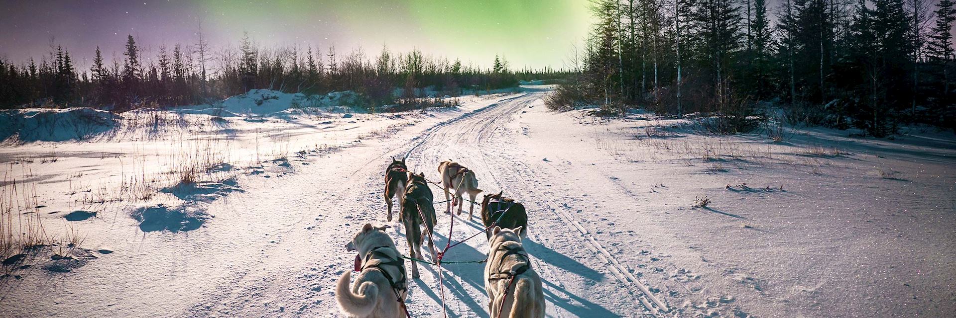 Dog sledding near Whitehorse