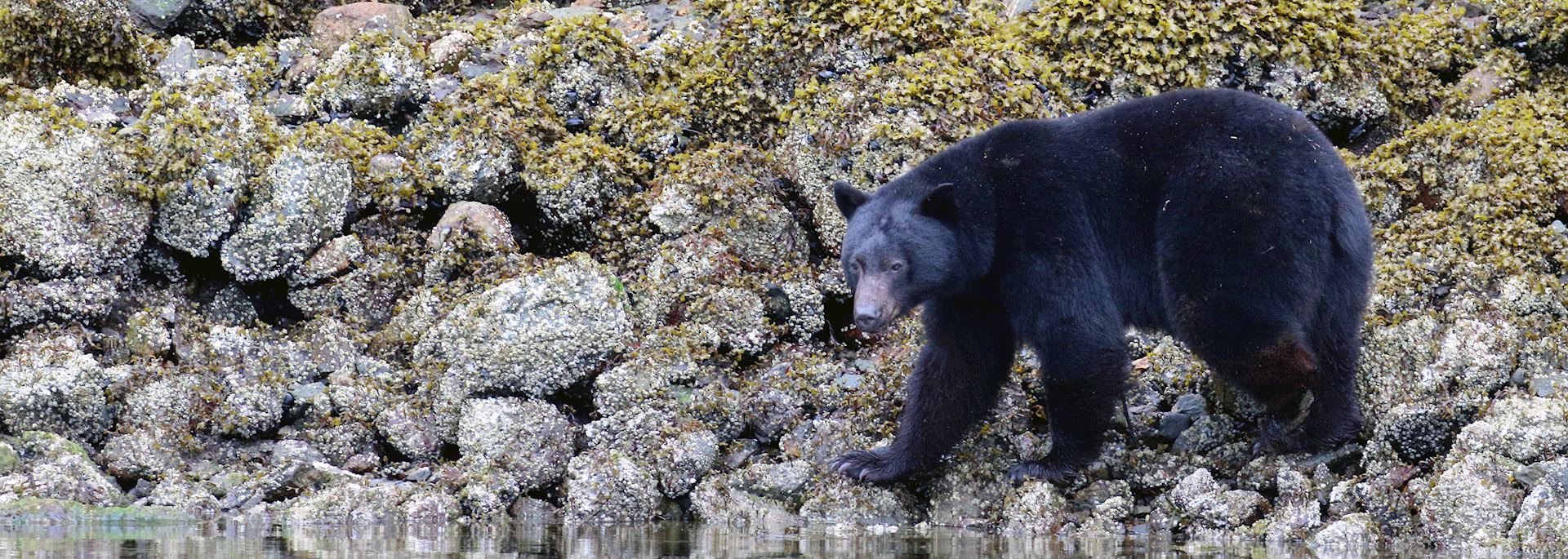 Black bear in Clayoquot Sound