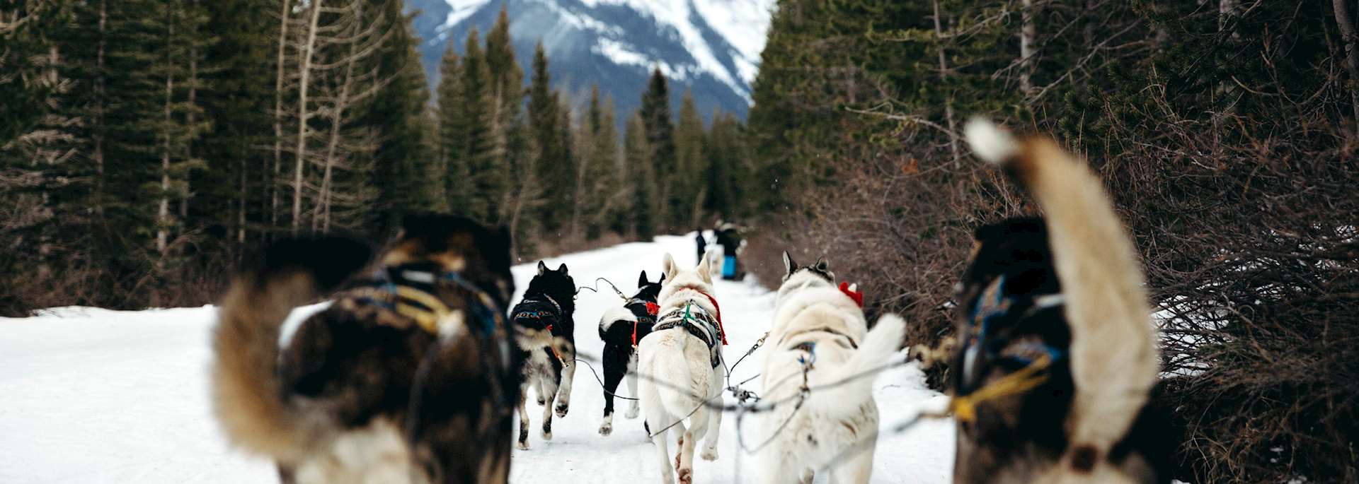 Dog sledding in the Callaghan Valley