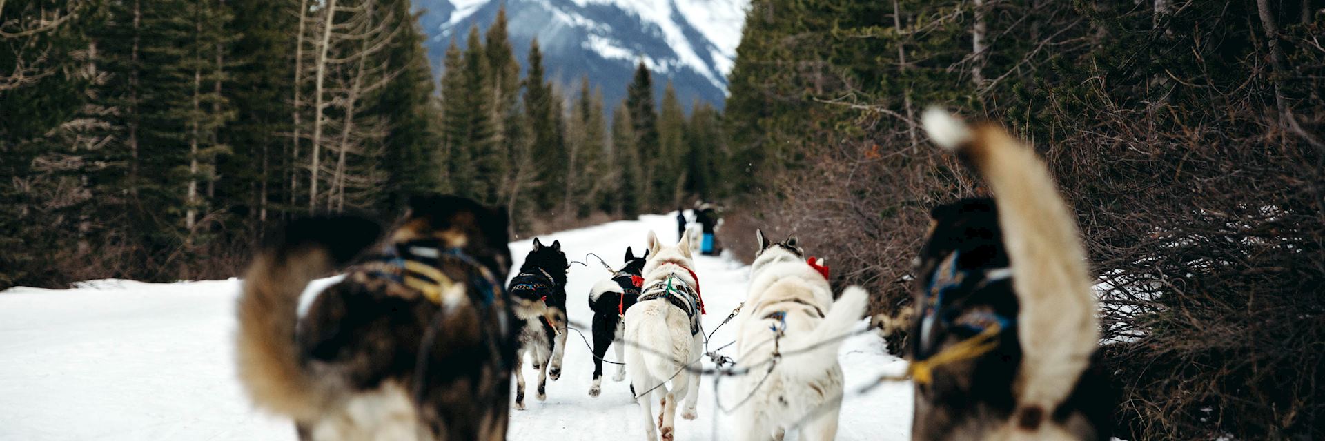 Dog sledding in the Callaghan Valley