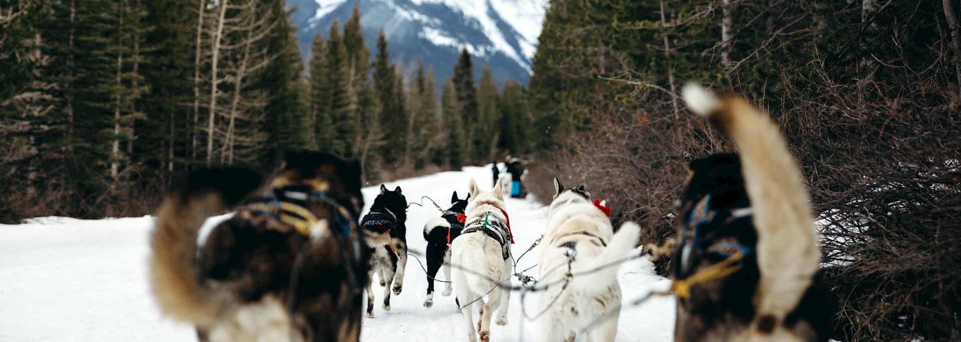 Dog sledding in the Callaghan Valley