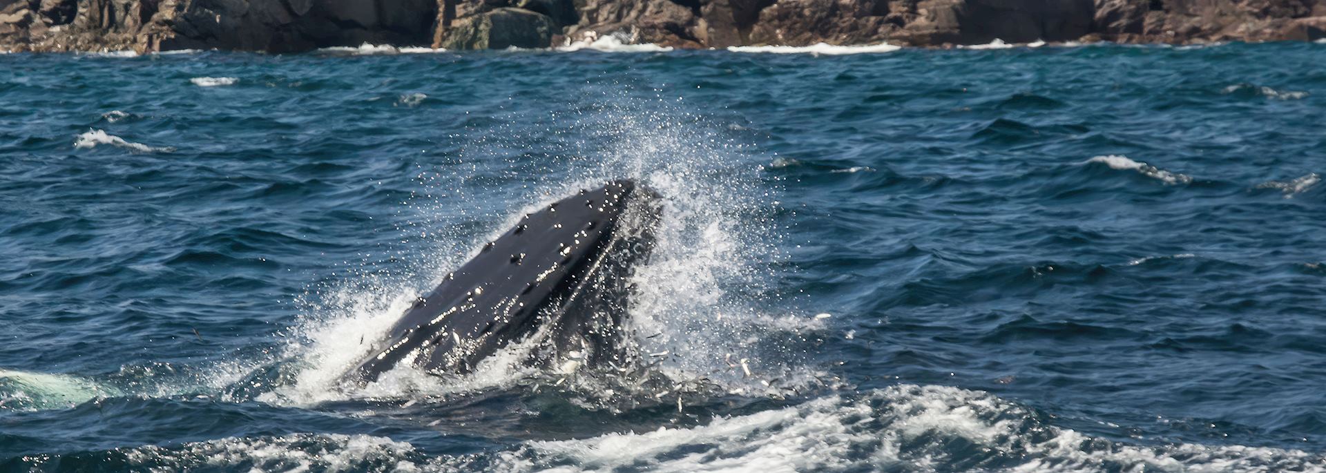 Humpback whale, Trinity Bay