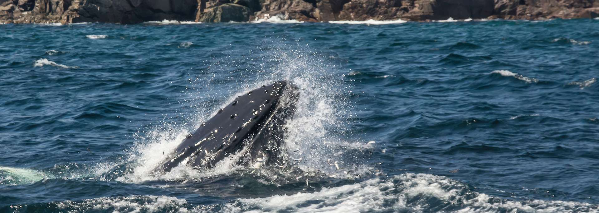 Humpback whale, Trinity Bay