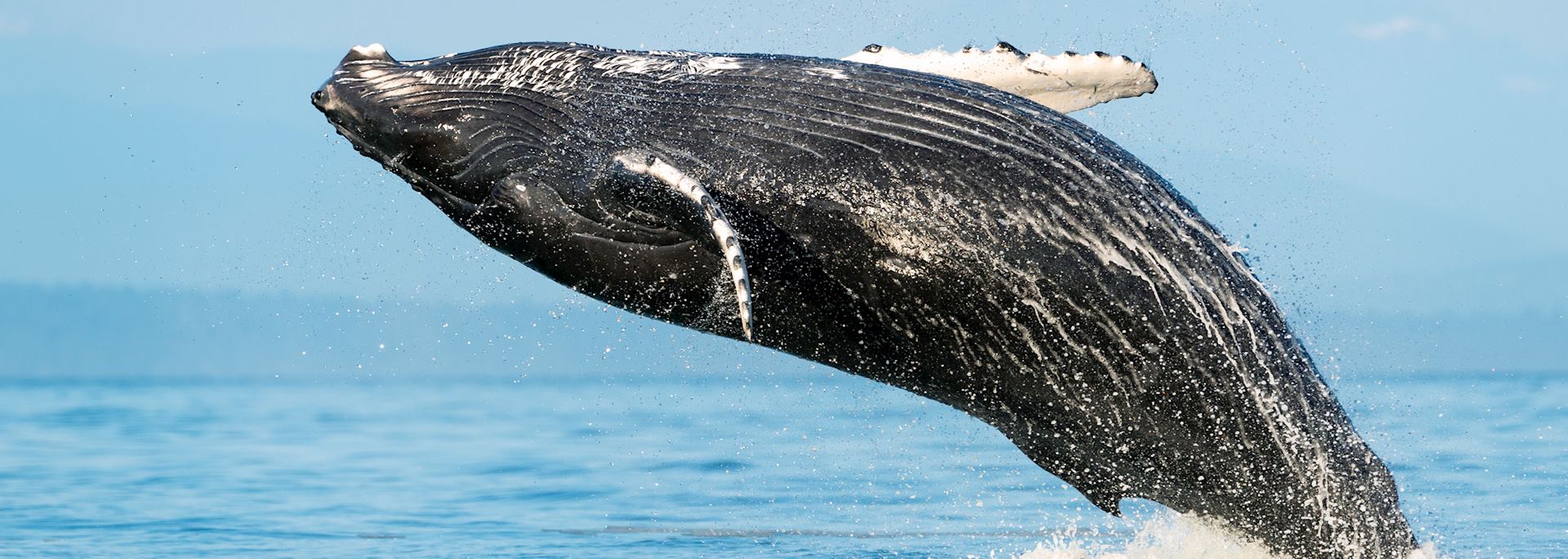 Humpback whale