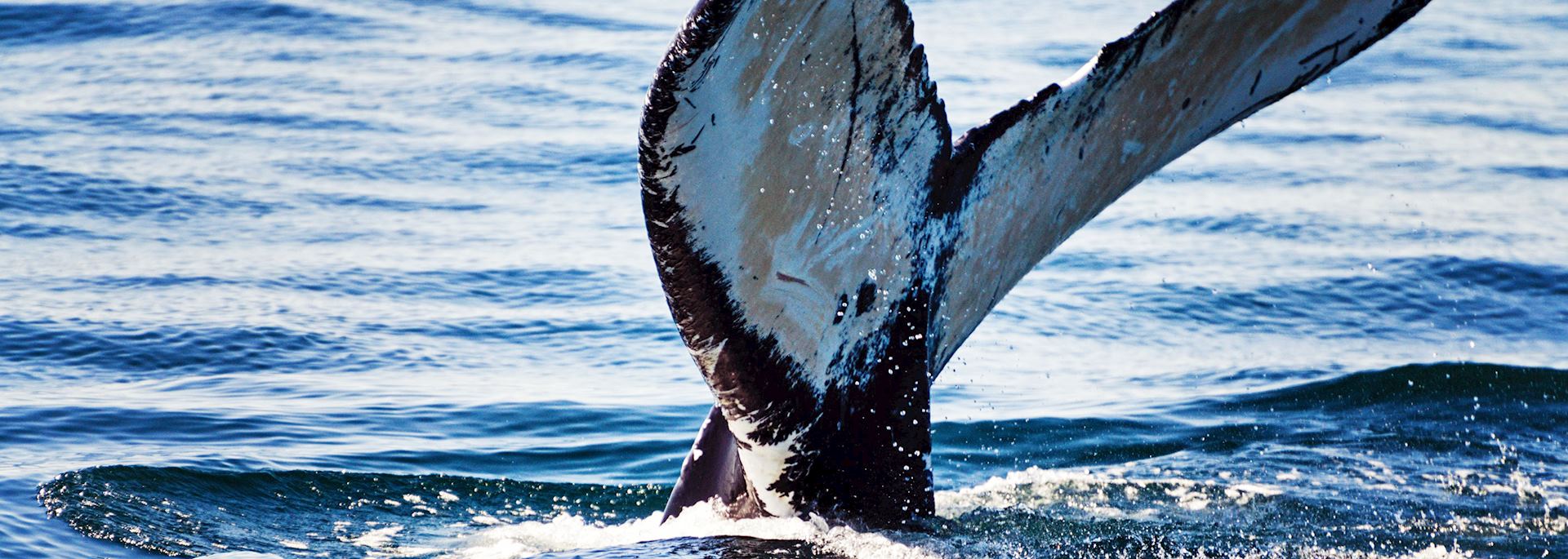 Humpback whale, Bay of Fundy