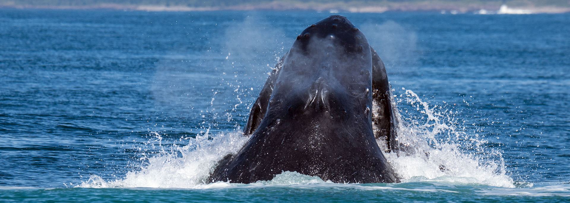 Humpback whale, Bay of Fundy