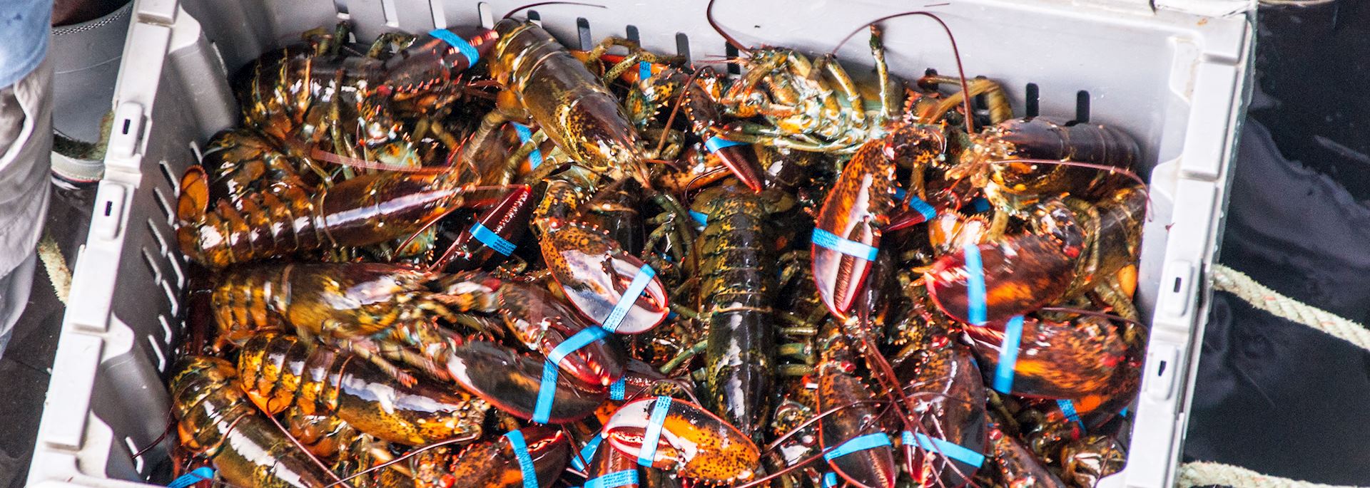 Lobster catch
