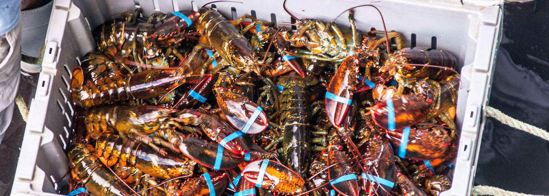 Lobster catch