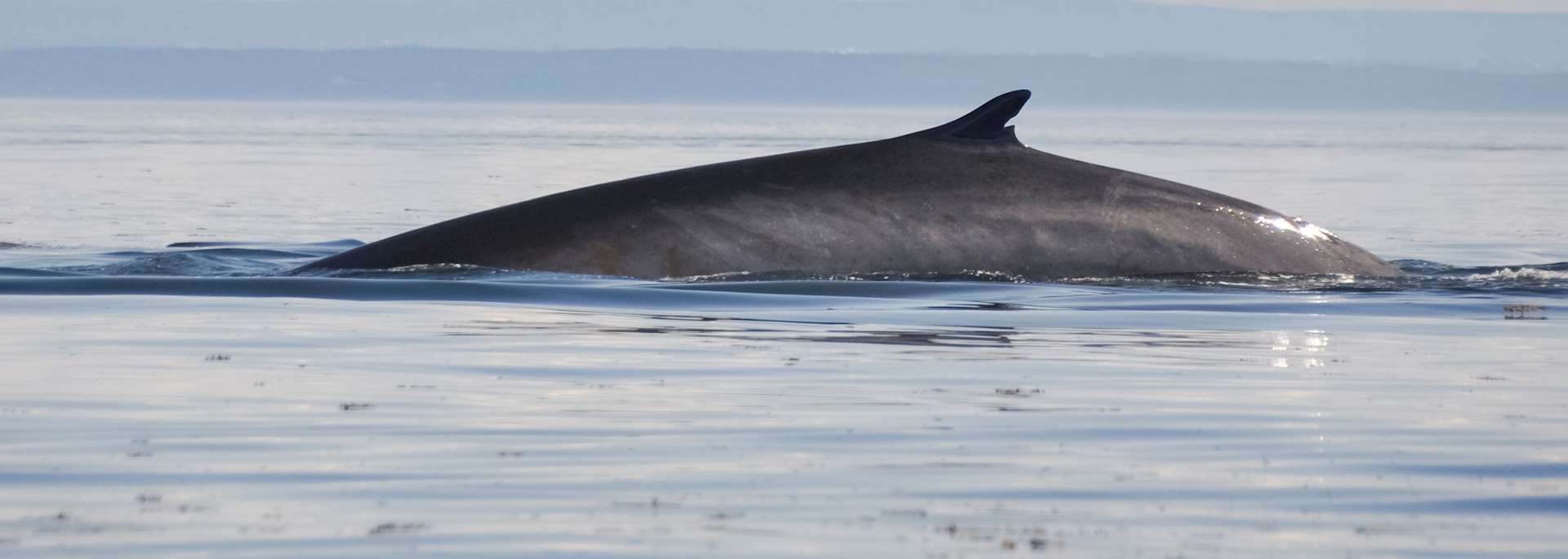 Fin whale, St. Lawrence River