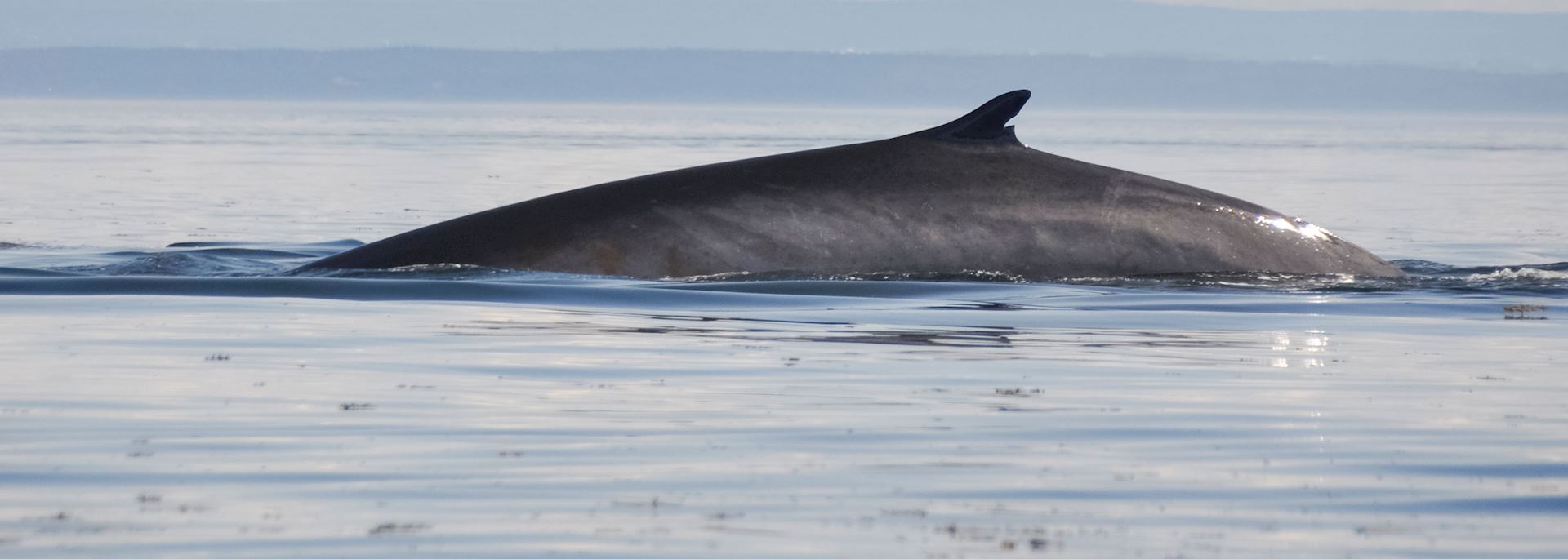 Fin whale, St. Lawrence River