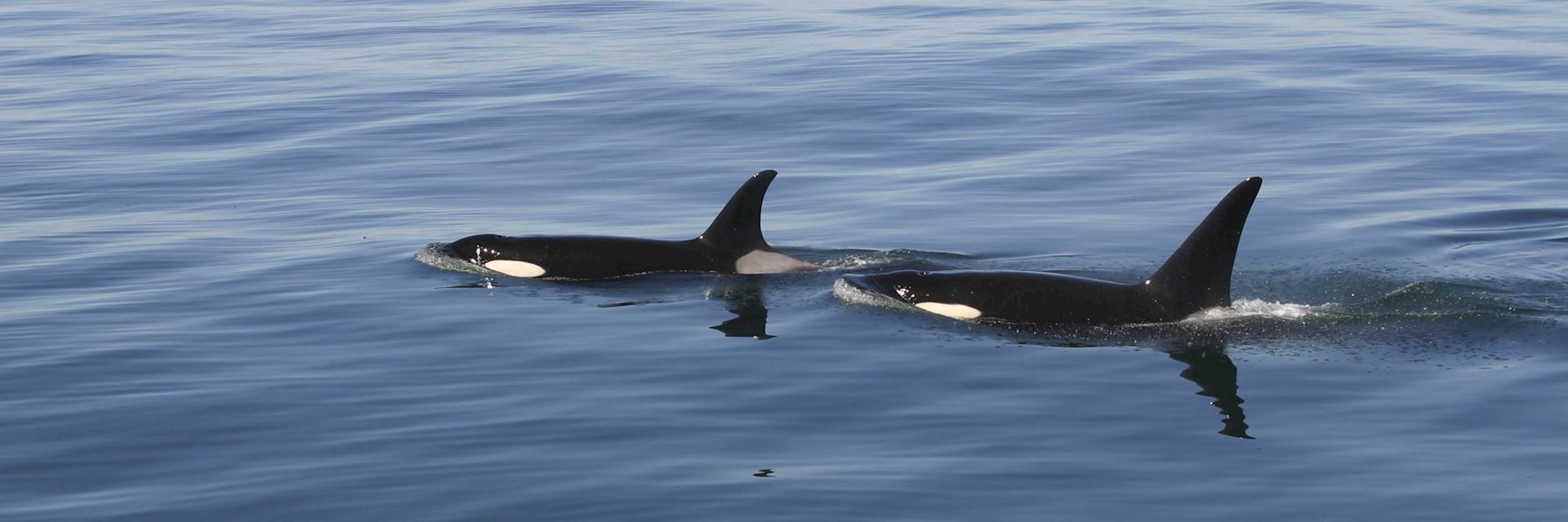 Orca off the coast of Victoria, Canada