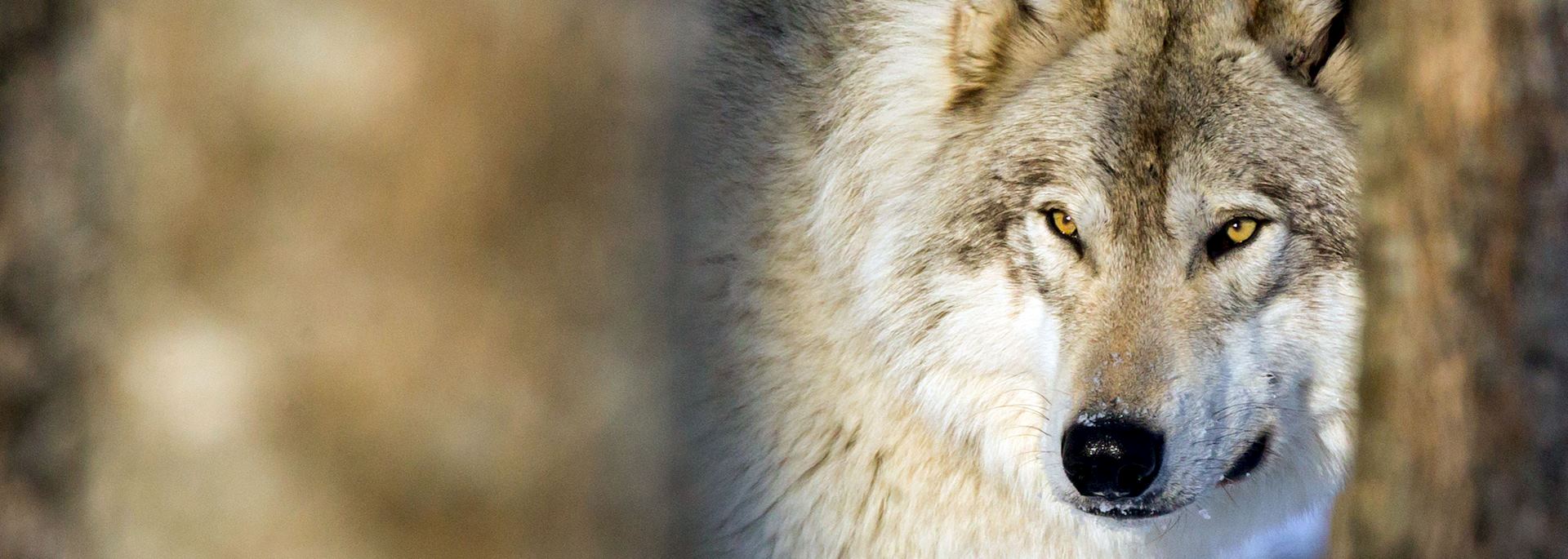 Grey wolf, Ontario