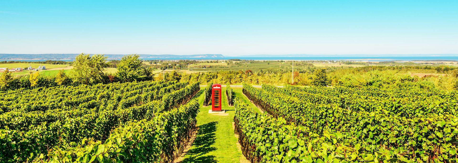 Luckett Vineyard