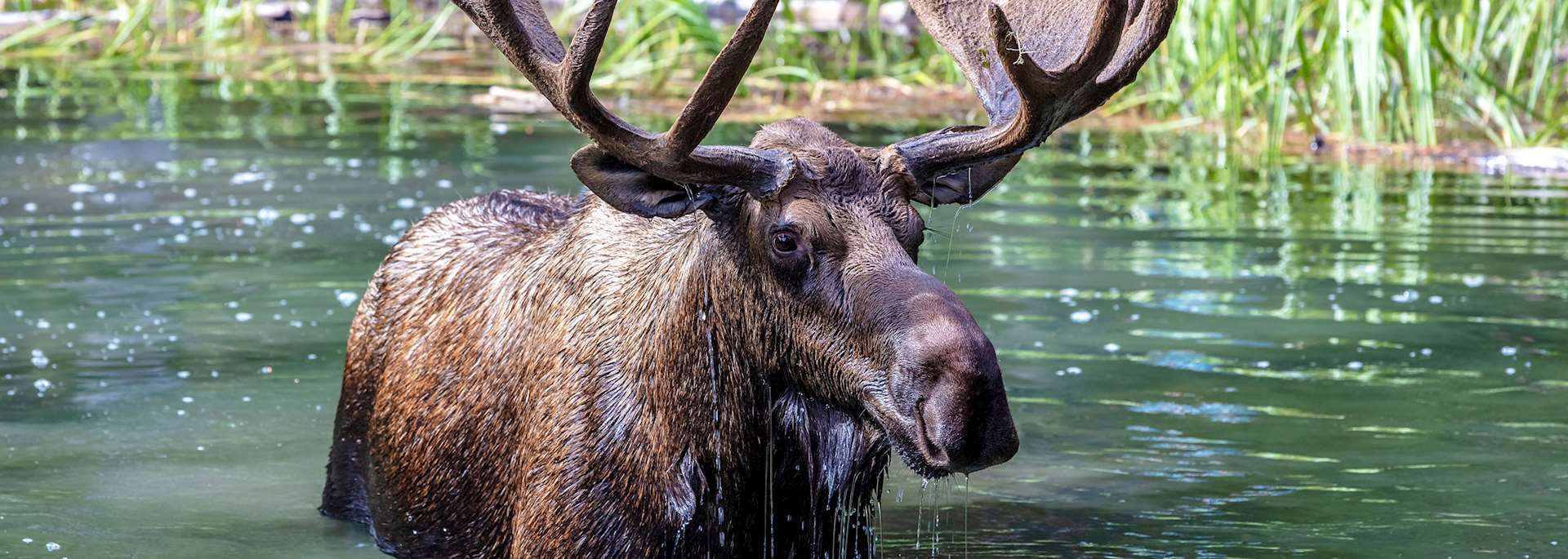Moose, Jasper National Park