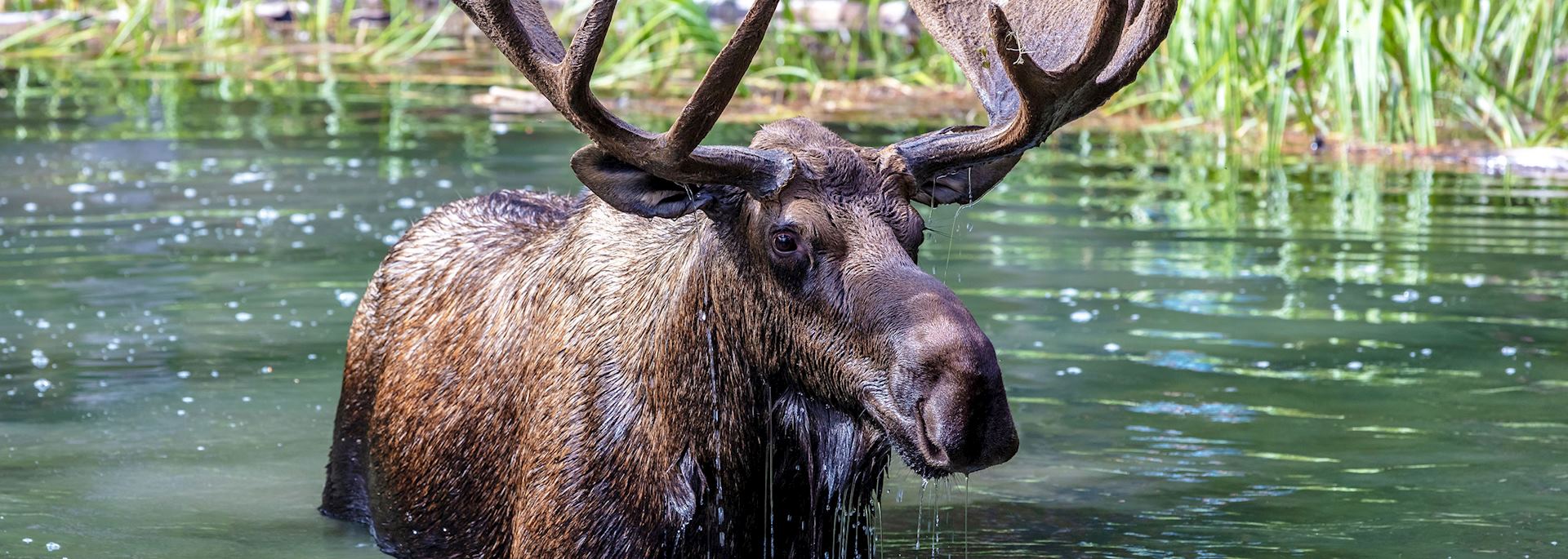 Moose, Jasper National Park