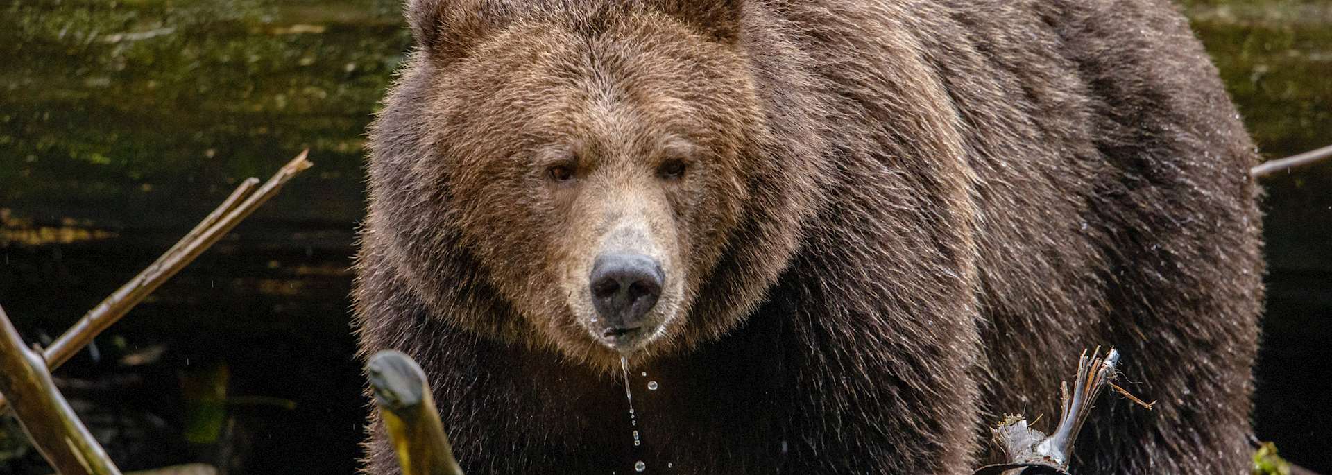 Grizzly bear at Bute Cove