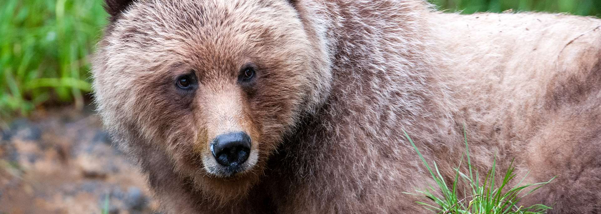 Grizzly in Khutzeymateen
