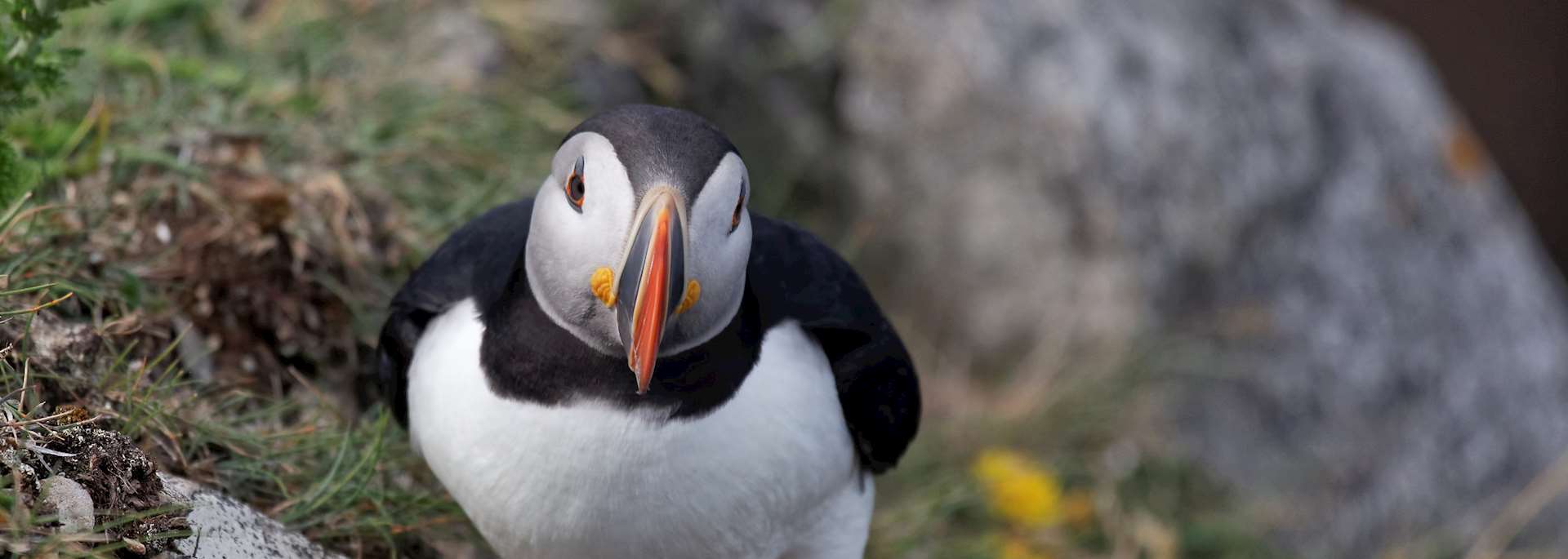 Puffin at Bulls Bay
